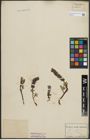 Foto von Salix arctica Pall.